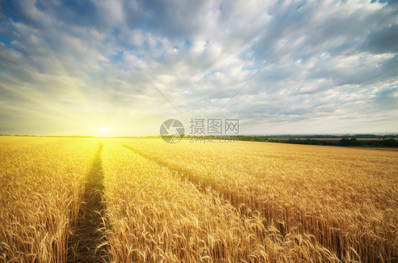 小麦草地自然成分图片