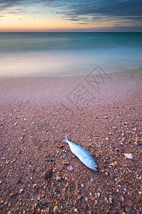 海岸上的鱼自然化合物图片
