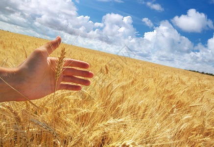 人类的手啊小麦草地隐蔽的场景图片