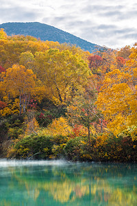 日本赤田青森岛大浩努马湖上的秋天森林图片