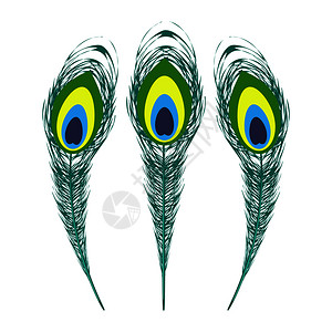 孔雀羽毛特写插画_孔雀羽毛特写卡通_孔雀羽毛特写插图_手绘_板绘_摄