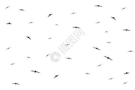 一群鸟儿在白色背景下飞行的轮廓图片