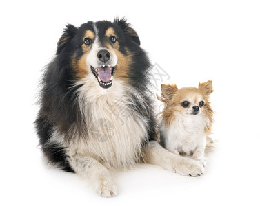 ShetlandSheepdog和Chihuahua在白人背景面前图片