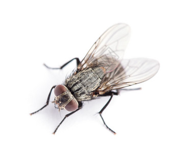 蓝色短裙街头小秀美腿白色上孤立的苍蝇背景