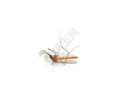 白背景孤立的死蚊子图片