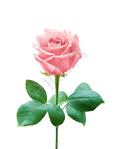 玫瑰孤立在白色背景上图片