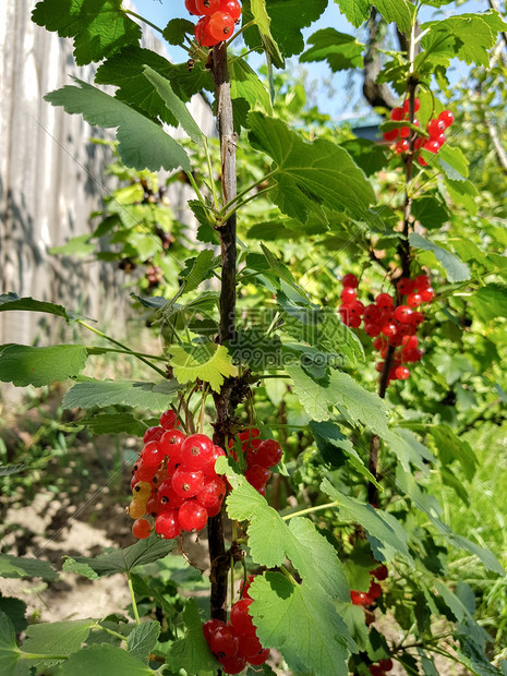 花园里有红浆果的分店图片