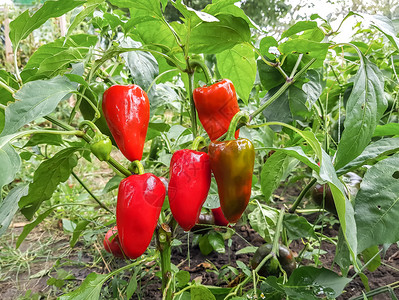 蔬菜园中的红辣椒图片