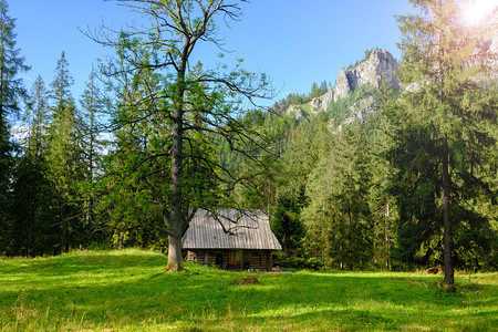 AustrianAlpine森林中的木屋AustrianAlpine森林中的木屋Summer阳光明媚的风景图片