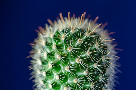 Cactus蓝色背景仙人掌图片