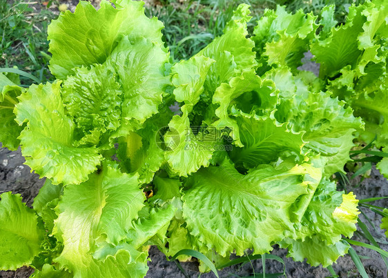 种植新鲜生菜图片