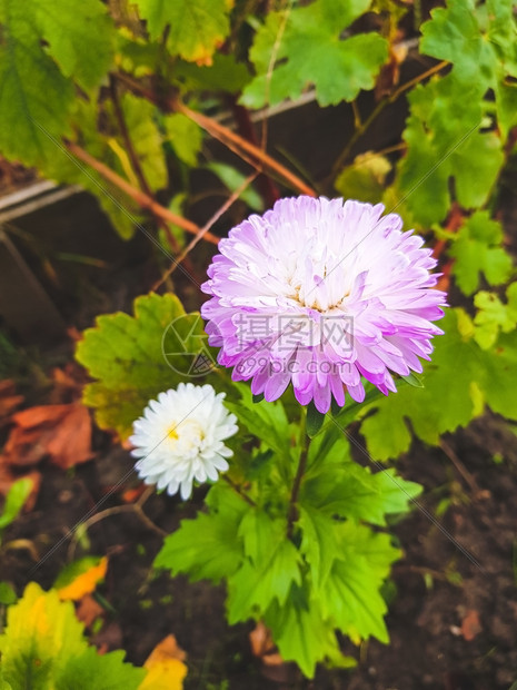 花床上满的树图片