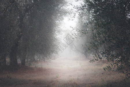 乡村公路在雾的早晨穿过枯萎森林图片