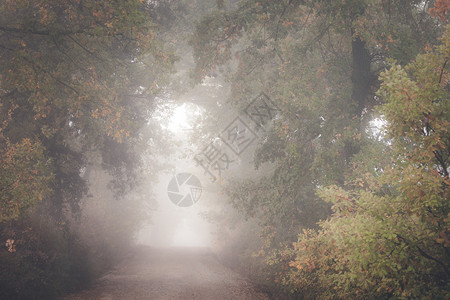 乡村公路在雾的早晨穿过枯萎森林图片