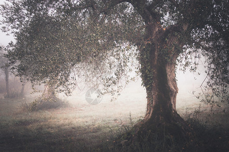 秋雾的清晨以古橄榄树看农村图片