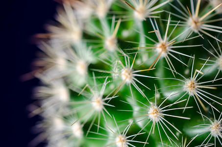 Cactus蓝色背景仙人掌图片