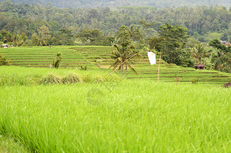 印度尼西亚巴厘美丽的Jatiluwih水稻梯田图片