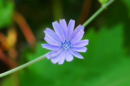 花儿自然的多种组成背景图片