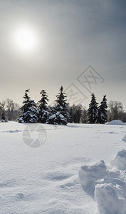 冬季里铺完雪花的公园图片