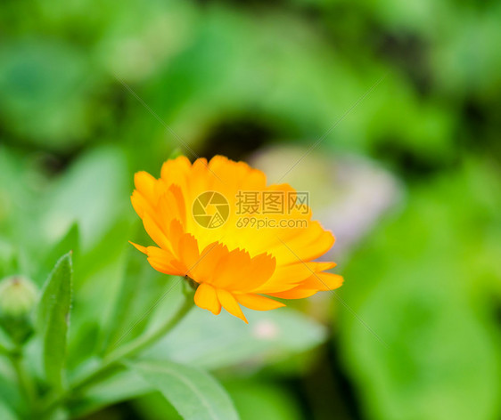 Calendula花朵图片