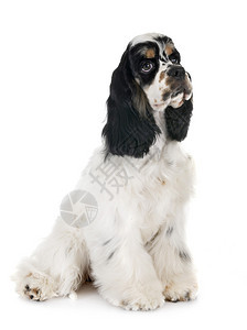 白色背景面前的美洲卡塞尔巴尼猎犬图片