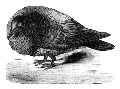 脑叶切除后的鸽子刻有古老的插图人类面前的地球186年图片