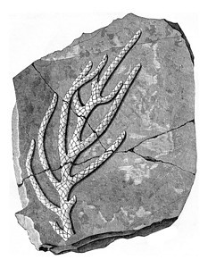 古代海洋问题组织Brachyphyllumgracile古代雕刻的插图人类面前的地球186年图片
