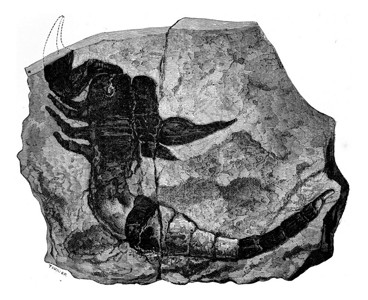 184年在Silurian发现的蝎子化石古代刻画图人类面前的地球186年图片