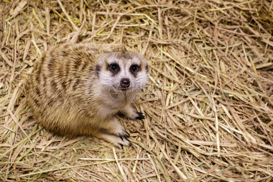 关于自然背景的MeerkatSuricatasuricatta图象野生动物图片