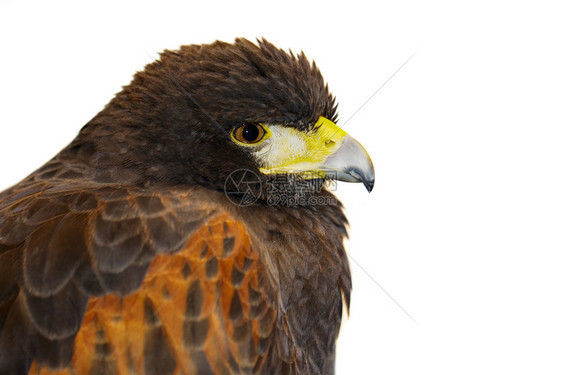红鹰的图片白色背景鸟类野生动物图片