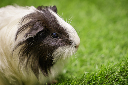 草坪上的豚鼠照片宠物动图片