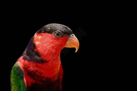 黑底鹦鹉的照片鸟类野生动物图片
