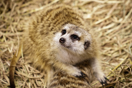 关于自然背景的MeerkatSuricatasuricatta图象野生动物图片