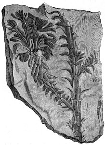 Voltziaexterophylla三assic时期的植物刻有古老的插图地球在人类面前186年图片