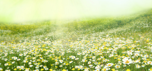 夏季背景带一朵卡米花的草地图片