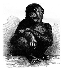 巴黎博物馆的大猩在他死前一个月刻着古老的插图人类面前的地球186年图片
