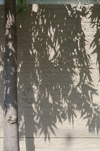 白砖墙上的树阴影图片