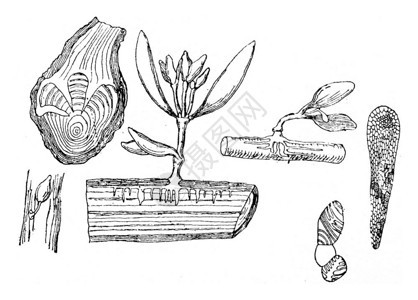 在树枝上固定了一年的寄生虫刻有古老的插图图片