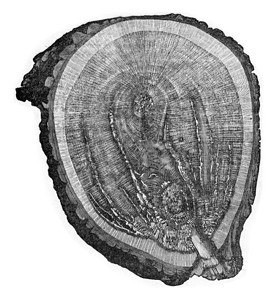 木橡树攻击多聚体硫磺的菌类刻有古代雕的插图图片