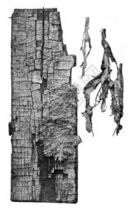 梅鲁利乌斯的木制攻击刻有古代雕的插图图片