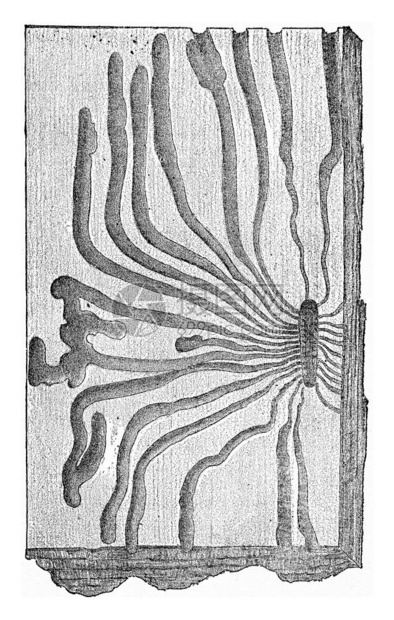 ScolytusGeaffroyi刻有古代文字的插图图片