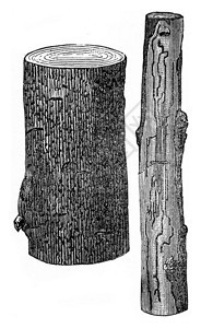 ScolytusIntricatus在橡树上的损坏产品刻有古老的插图图片