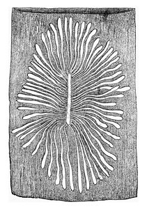 Scolytus多重三维图斯鸡蛋画廊和幼龙位于的树苗中刻有古老的雕图解图片