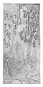 HylesinusPalliatus刻有古代文字的插图图片