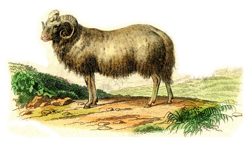 公羊古老的雕刻插图来自Buffon完成的作品图片