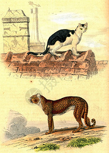 家猫Cheetah雕刻的老式插图来自Buffon完成工作图片