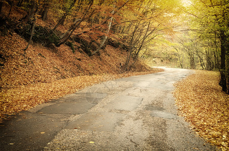 秋天林的公路自然景观的构成图片