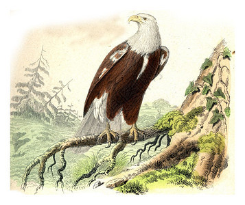 老鹰雕刻的插图来自Buffon完成的作品图片