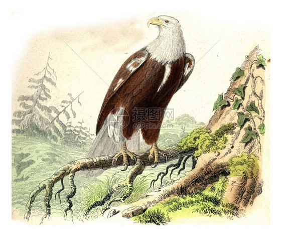 老鹰雕刻的插图来自Buffon完成的作品图片