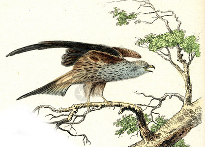 米兰蜂蜜秃鹰古代雕刻的插图图片
